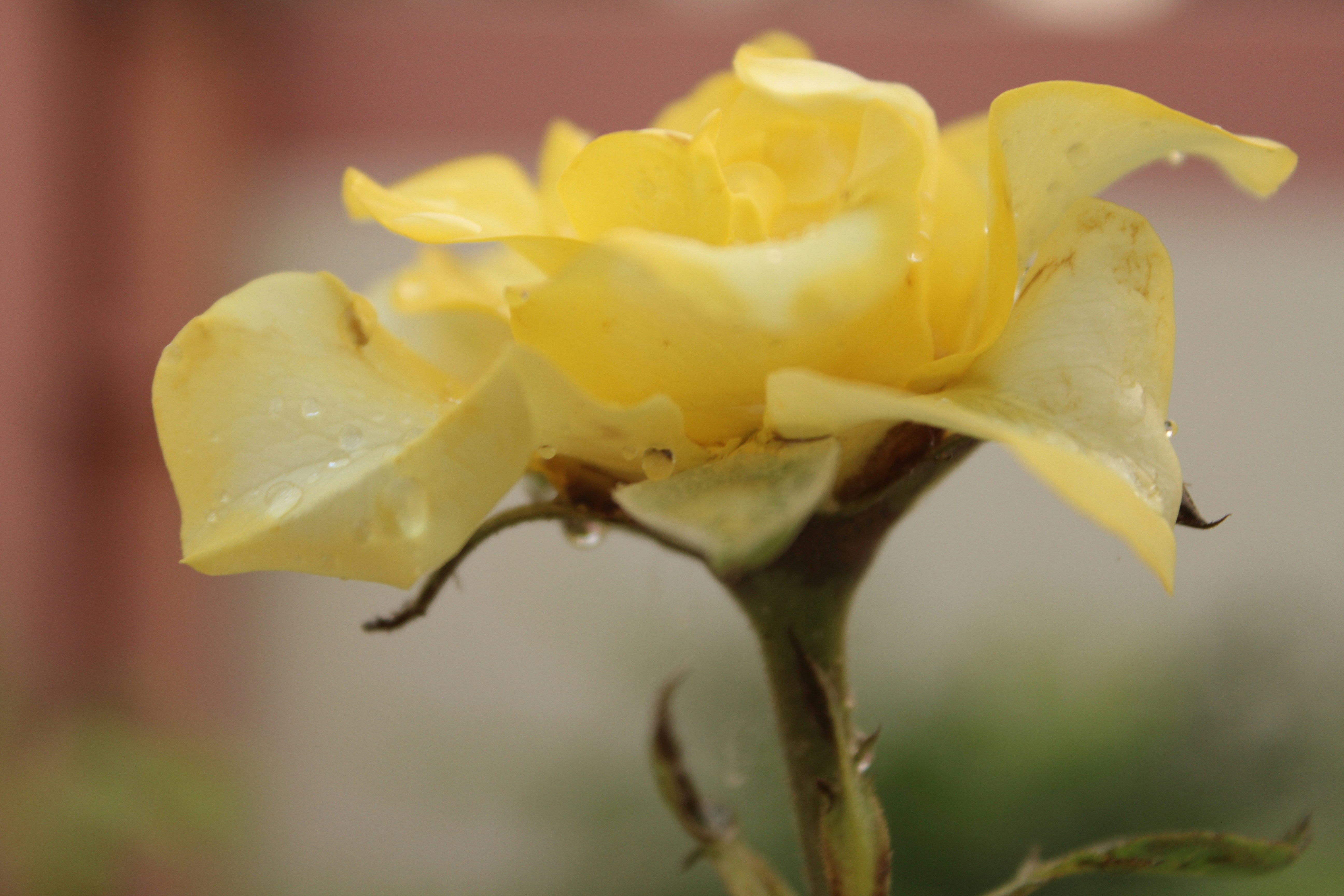 Photo by procheta_neogi