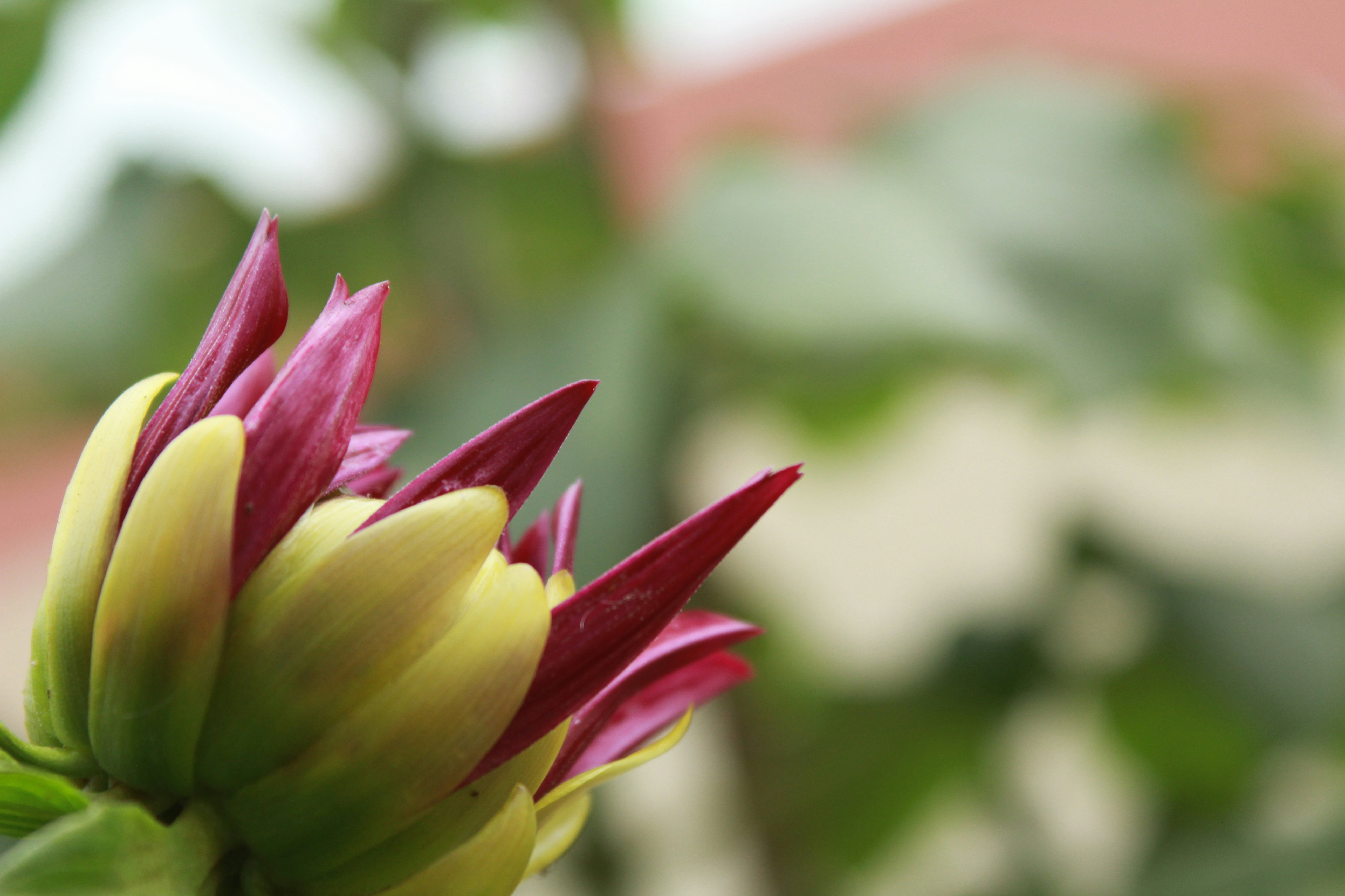 Photo by procheta_neogi