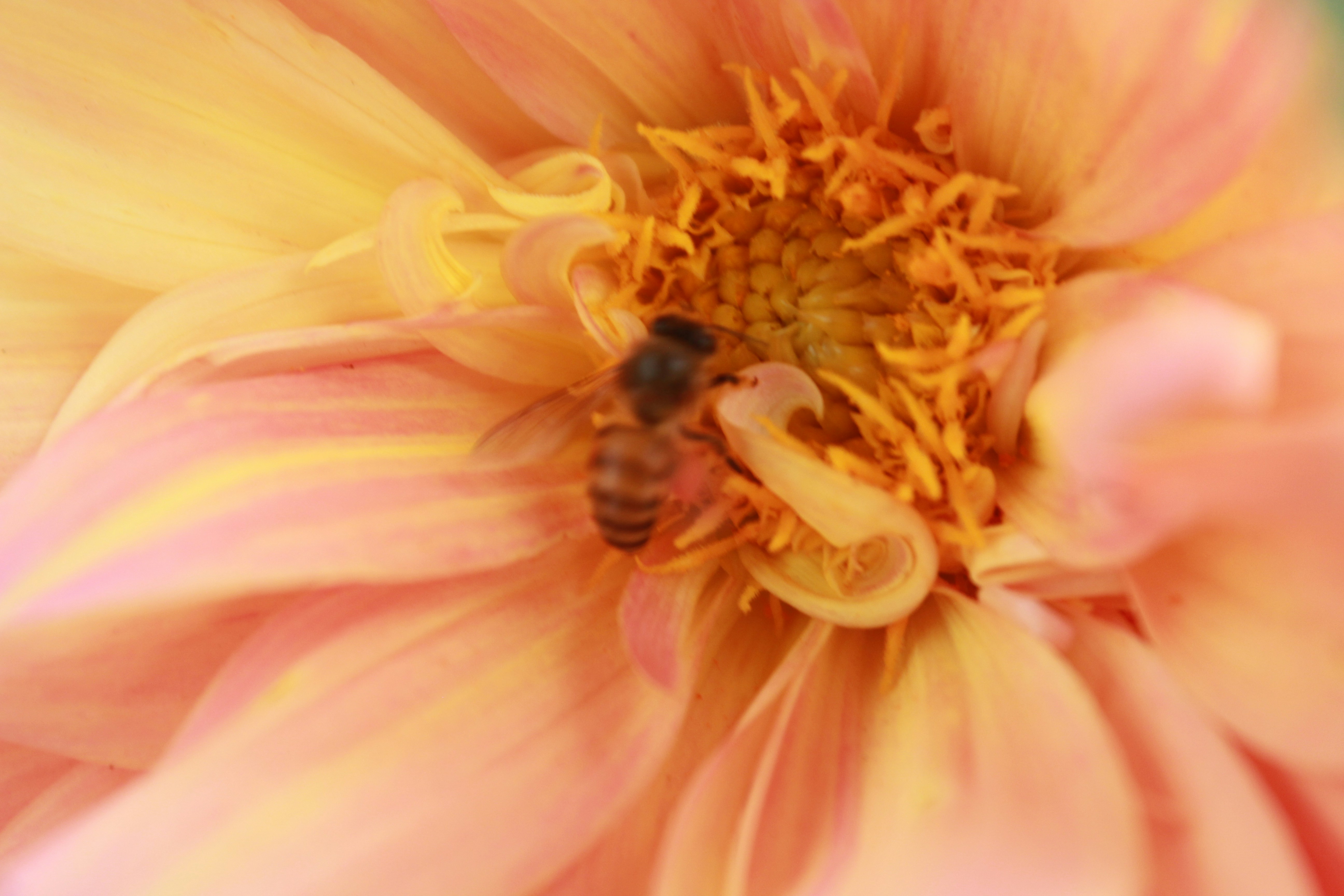 Photo by procheta_neogi