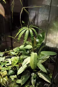 Plant in glass container thumbnail