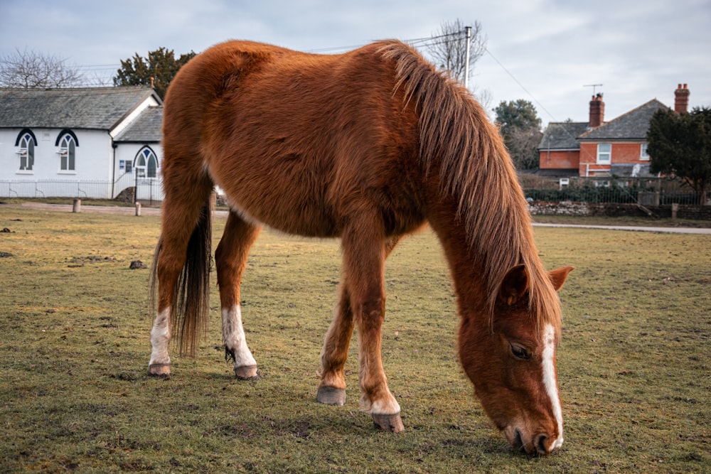 a brown horse eating grass in a field