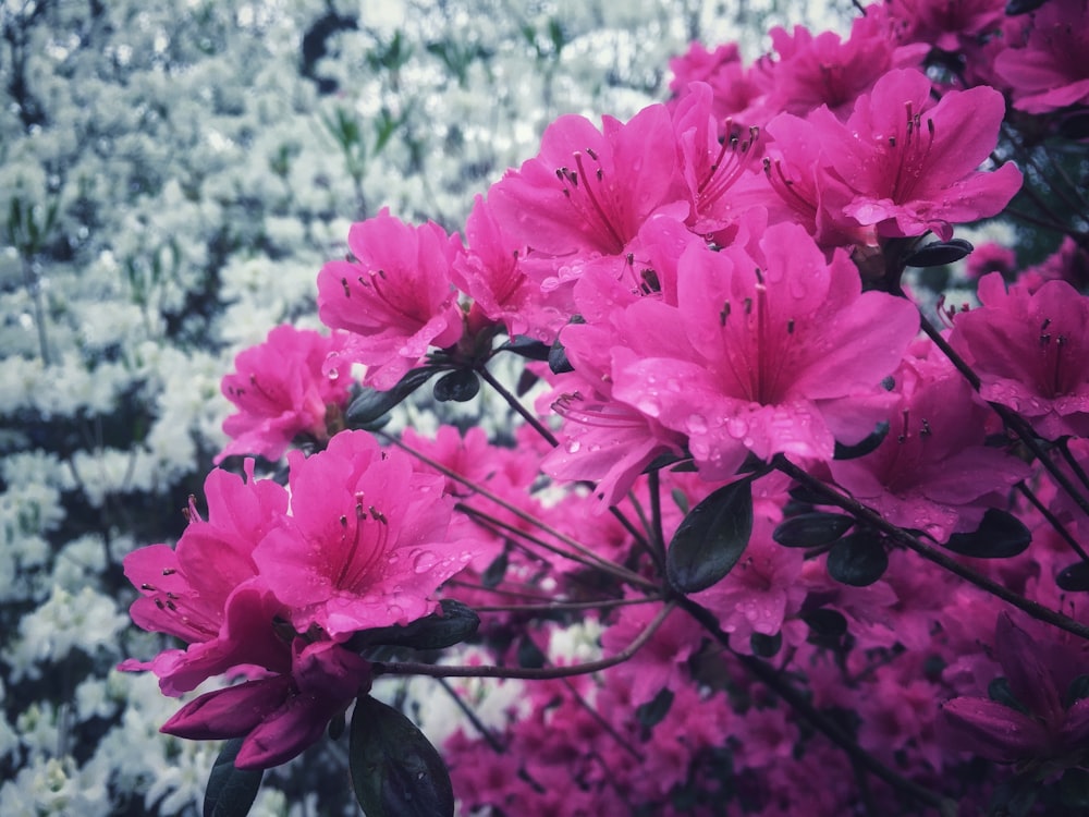 Un ramo de flores rosadas que están una al lado de la otra