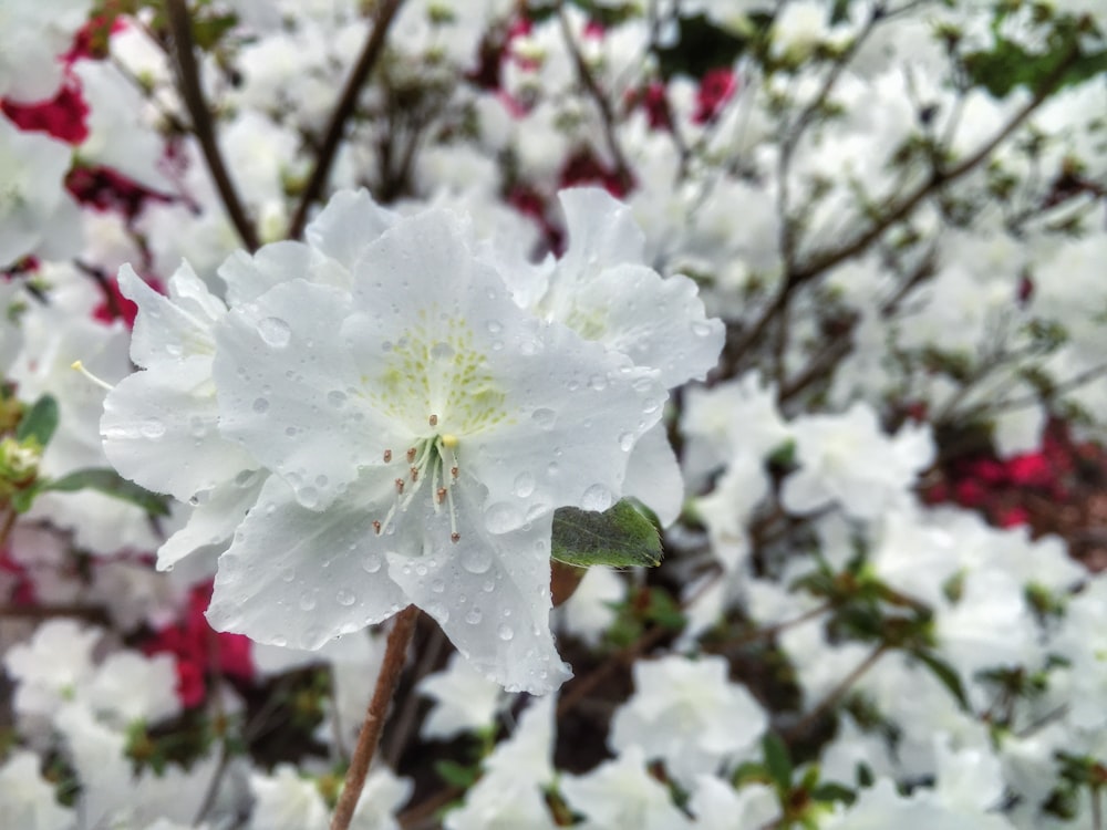 a white flower with water droplets on it