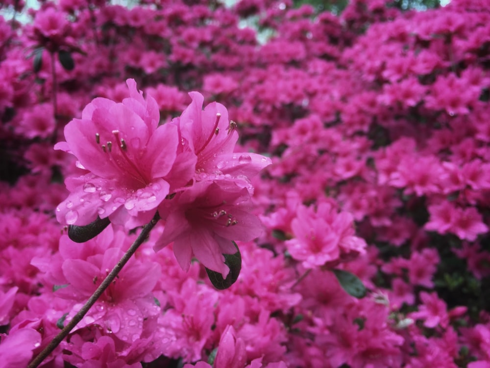 a bunch of pink flowers with water droplets on them