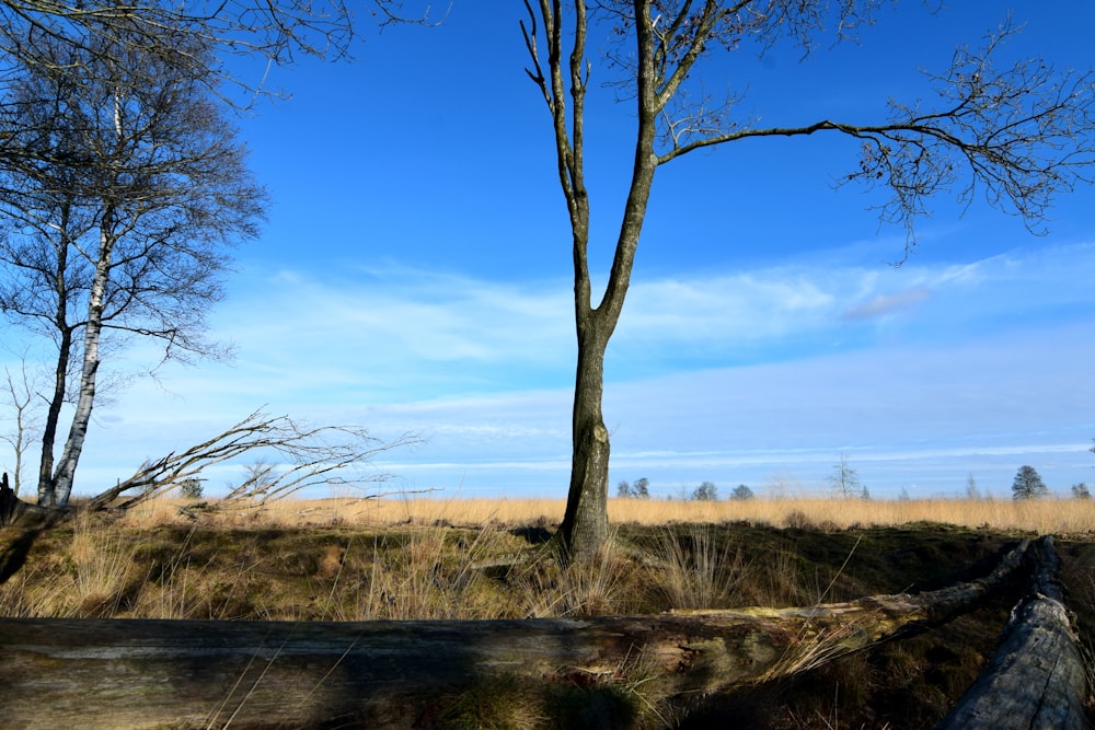 a lone tree stands in the middle of a field