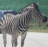 A zebra with distinctive black and white stripes stands on a paved road, with a car partially visible in the background against a green backdrop.