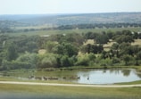 A serene landscape featuring a small pond surrounded by lush green trees and bushes. Several deer are seen wading and grazing near the water. Beyond the pond, there is a vast expanse of fields and scattered trees stretching towards distant hills.