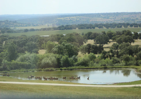 Bicyclists passing gentle deer near a calm pond surrounded by greenery