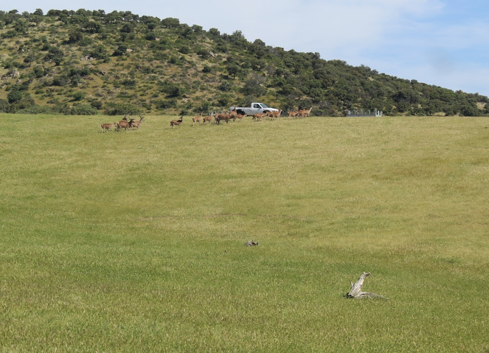 a herd of horses grazing on a lush green hillside