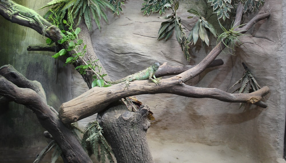 a large tree branch in a zoo exhibit