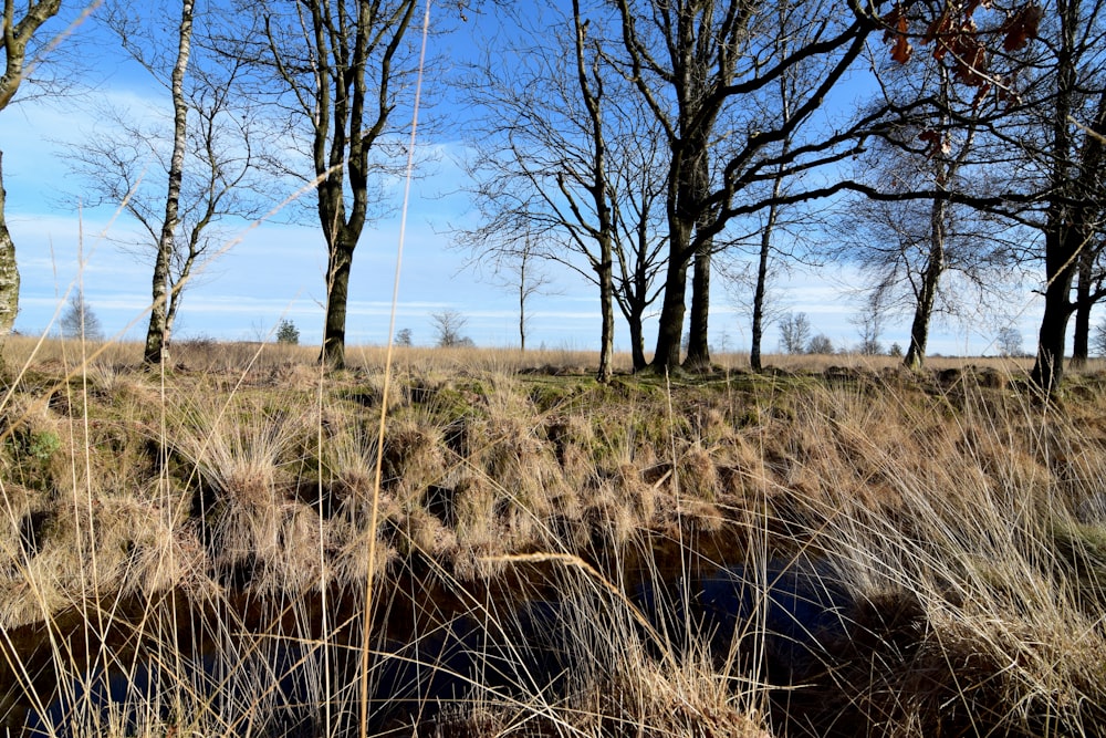 a field with tall grass and trees in the background