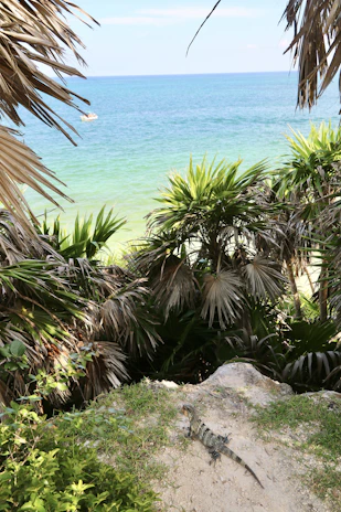 A scenic view of Komodo dragons on a rocky island in Labuan Bajo.