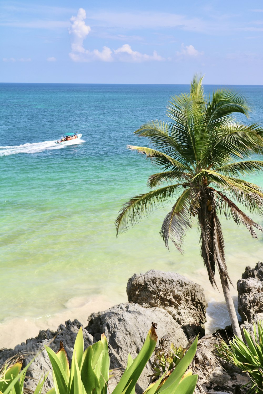 a boat is in the water near a palm tree