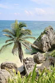 a palm tree sitting on top of a sandy beach