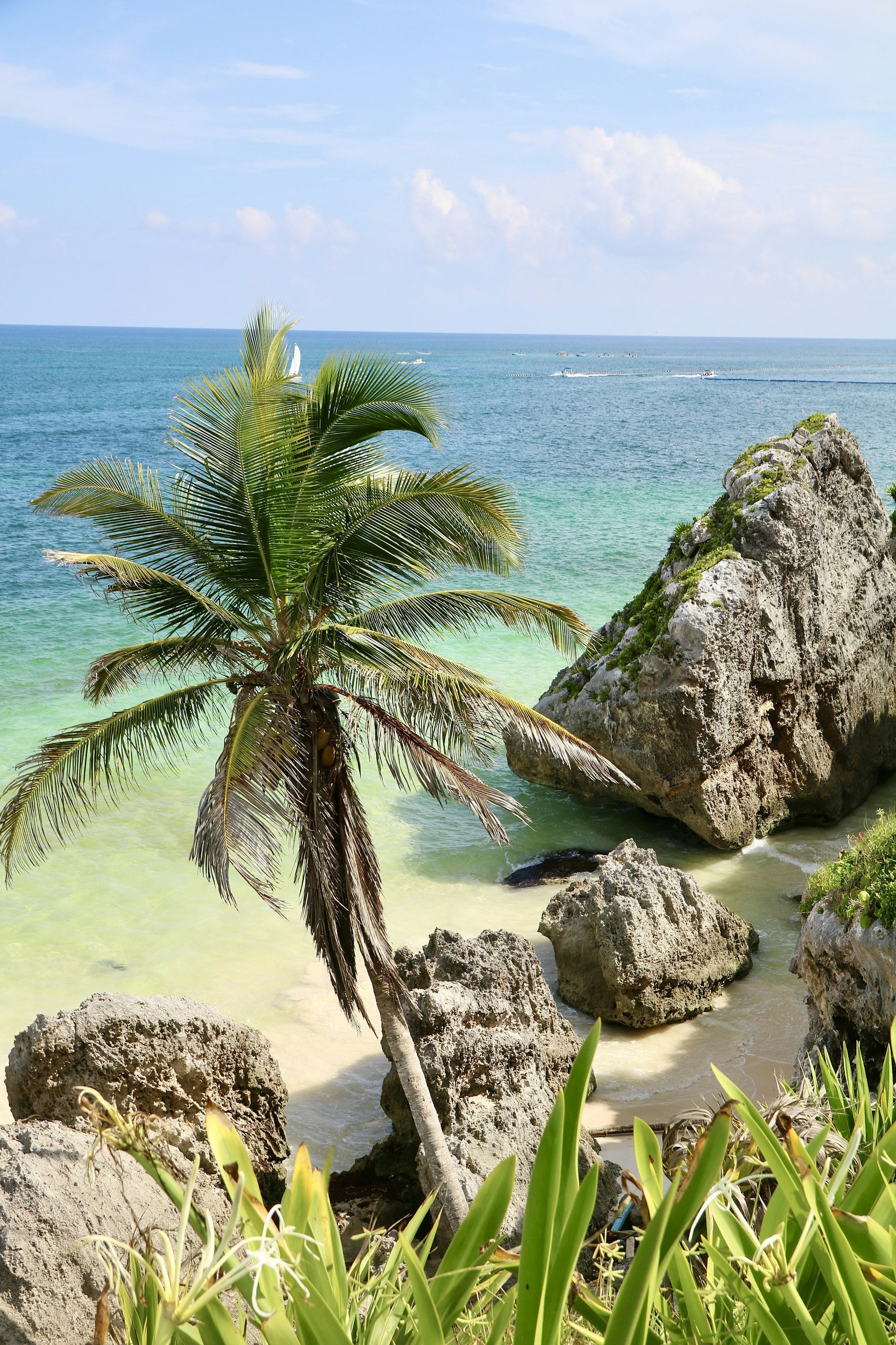 a palm tree sitting on top of a sandy beach