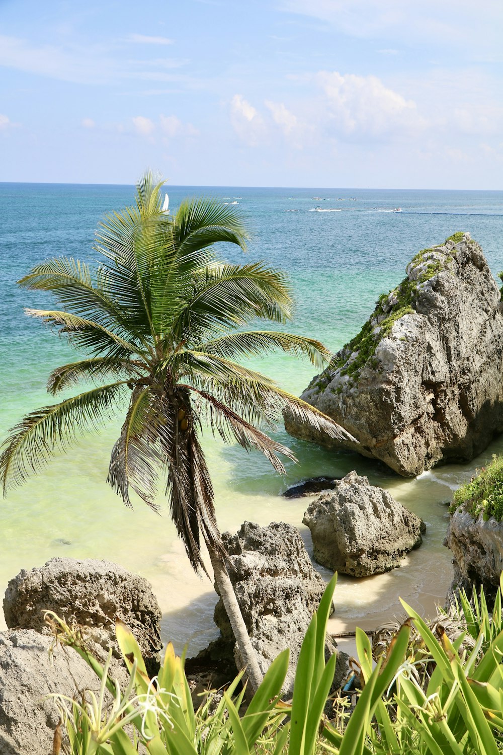 a palm tree sitting on top of a sandy beach