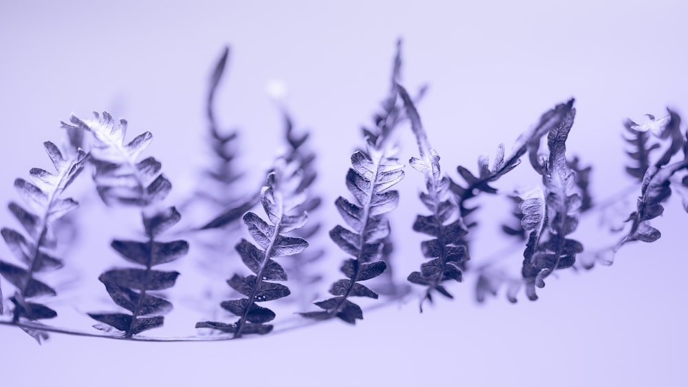 a bunch of plants that are on a table