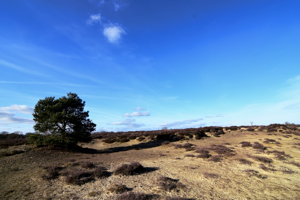 a lone tree in the middle of a desert