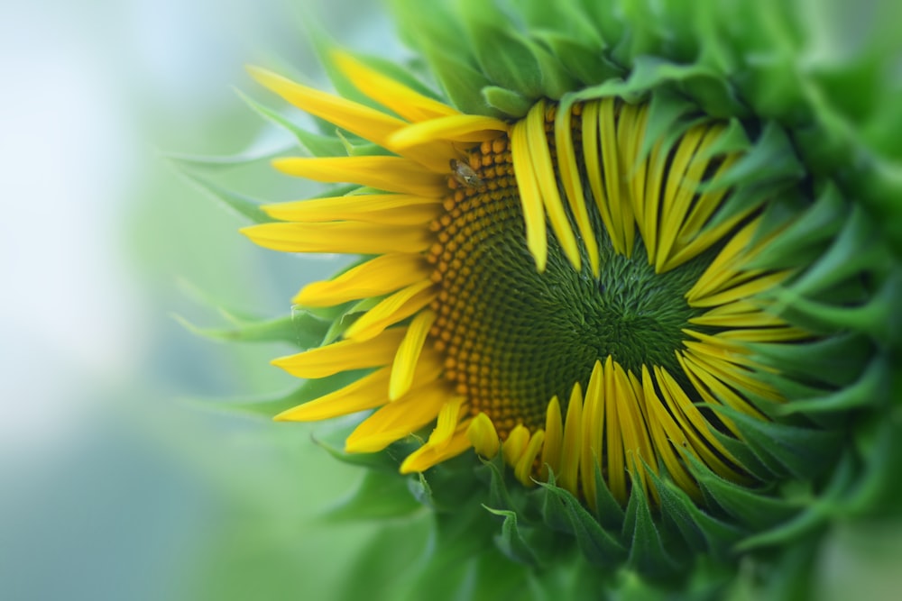 a close up of a sunflower with a blurry background