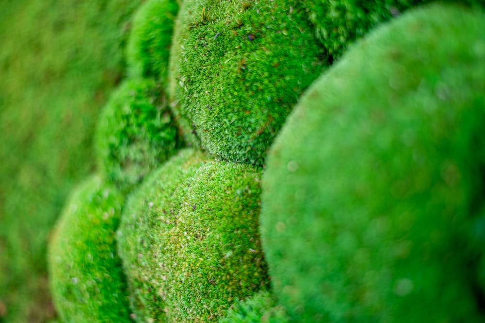a bunch of green moss growing on a wall