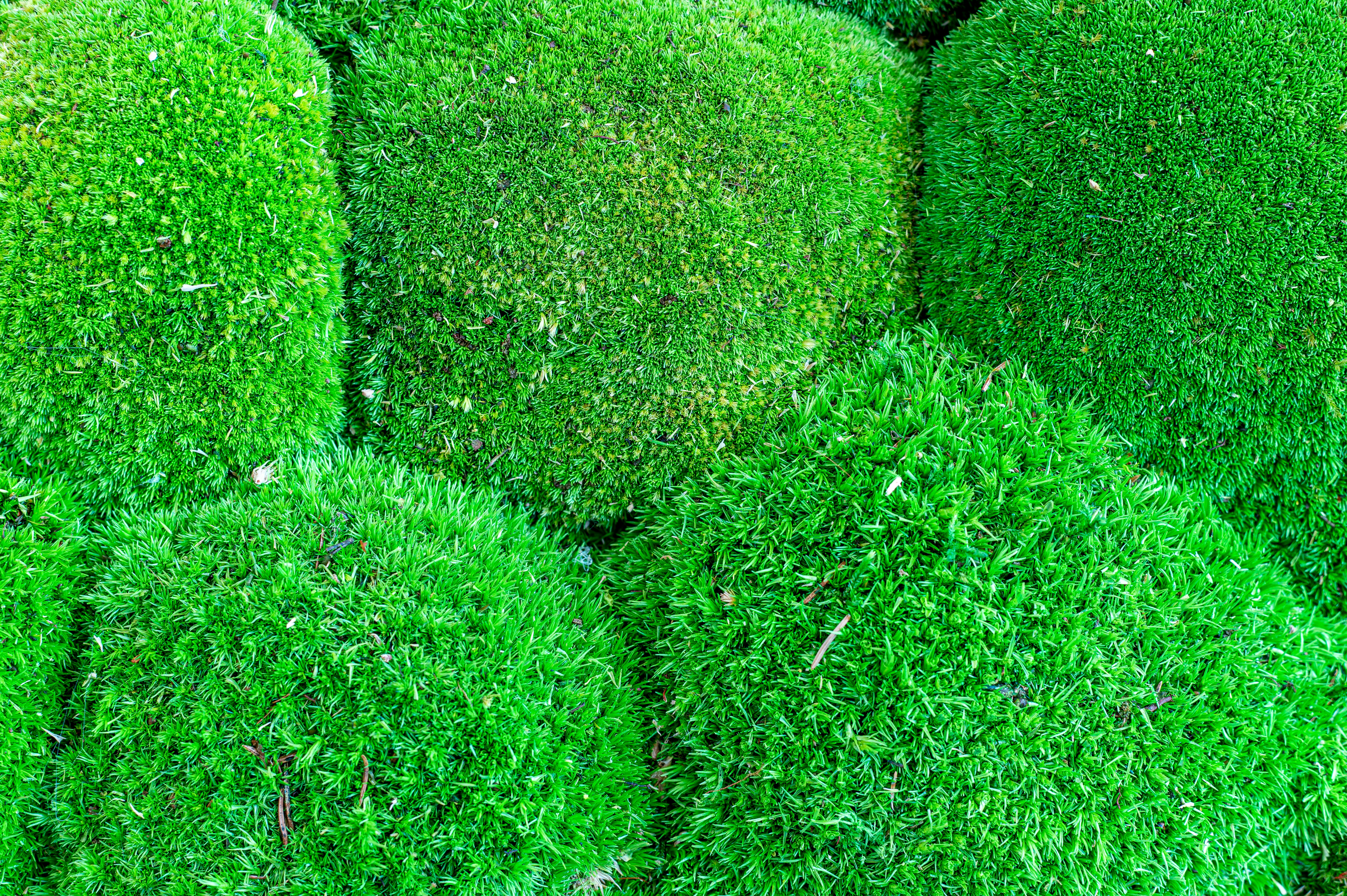 Mossy structure on the interior wall
