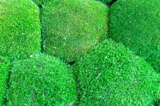 a close up of a bunch of green grass