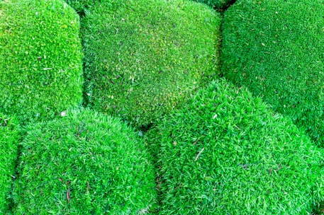 a close up of a bunch of green grass