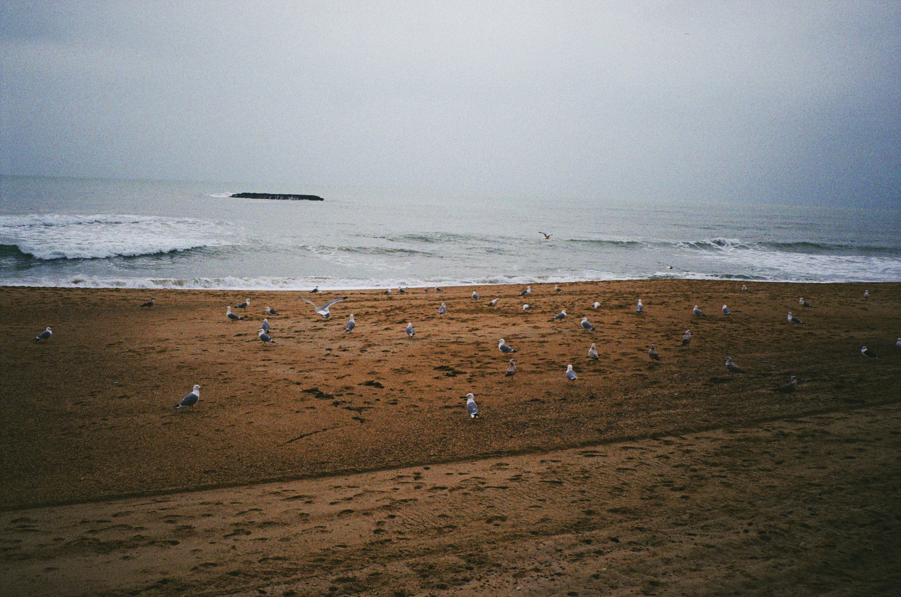 Una bandada de gaviotas de pie en una playa junto al océano