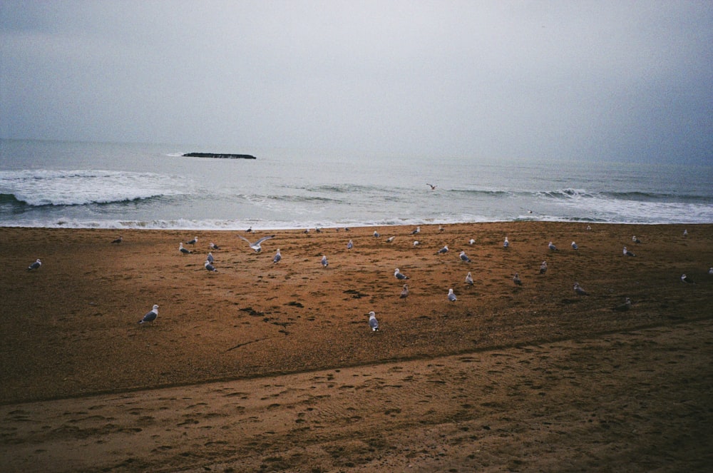 a flock of seagulls standing on a beach next to the ocean