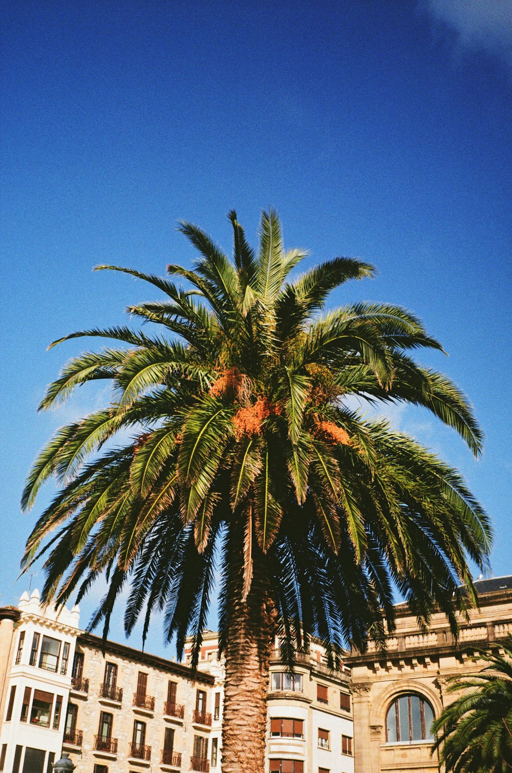 a palm tree in front of a building