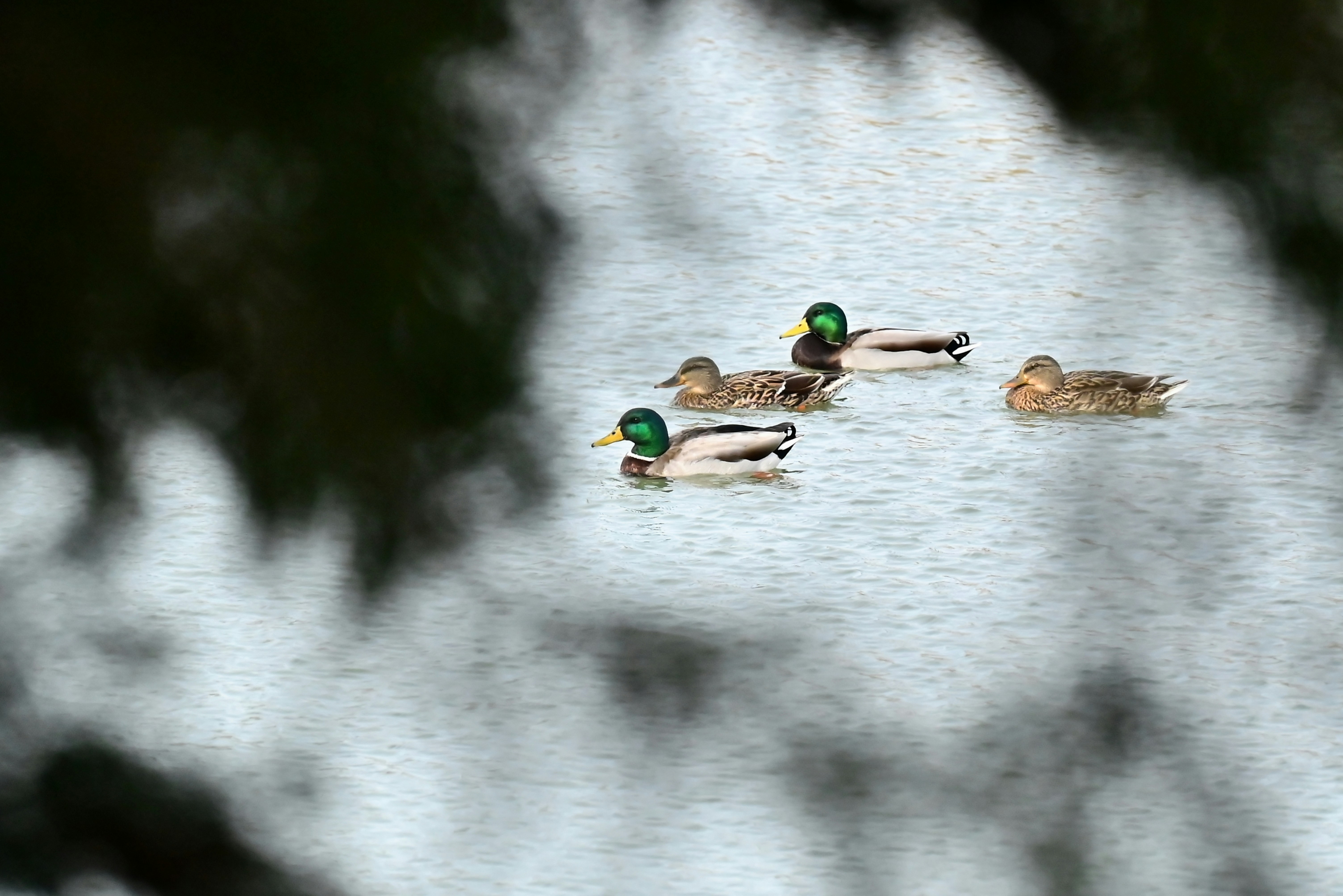 a group of ducks floating on top of a lake