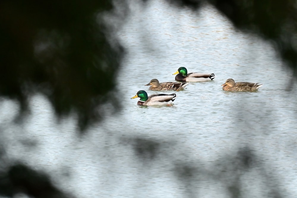 a group of ducks floating on top of a lake