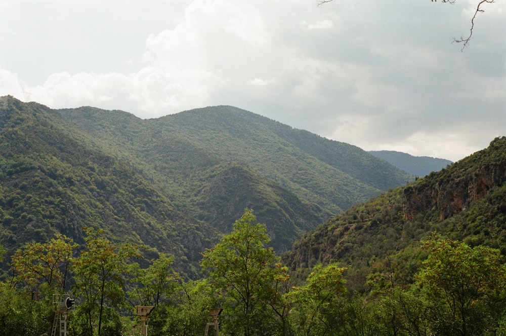 a lush green forest filled with lots of trees