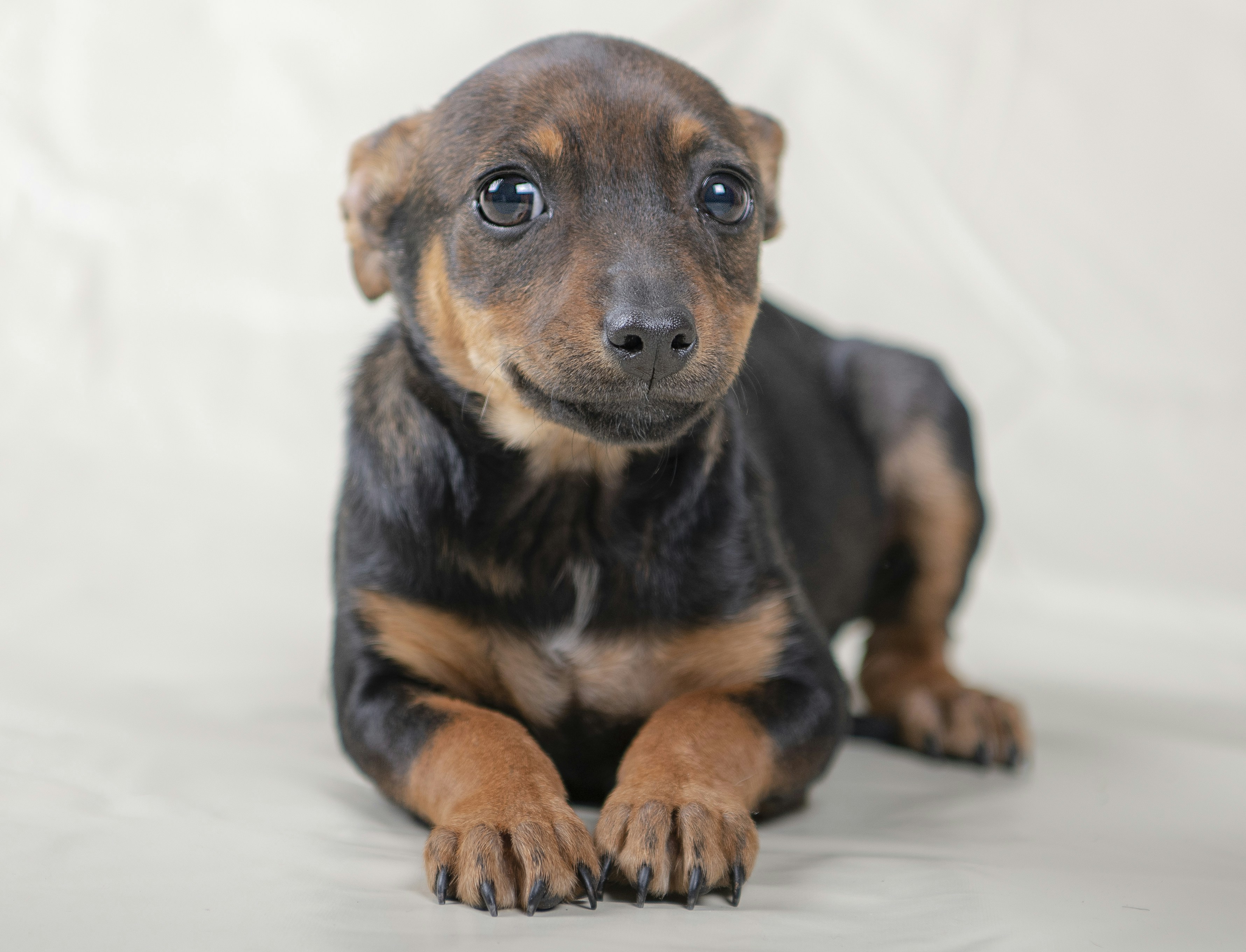 Rottweiler mix写真素材、ロイヤリティフリーRottweiler mix画像|DepositPhotos, image size:3000x2293