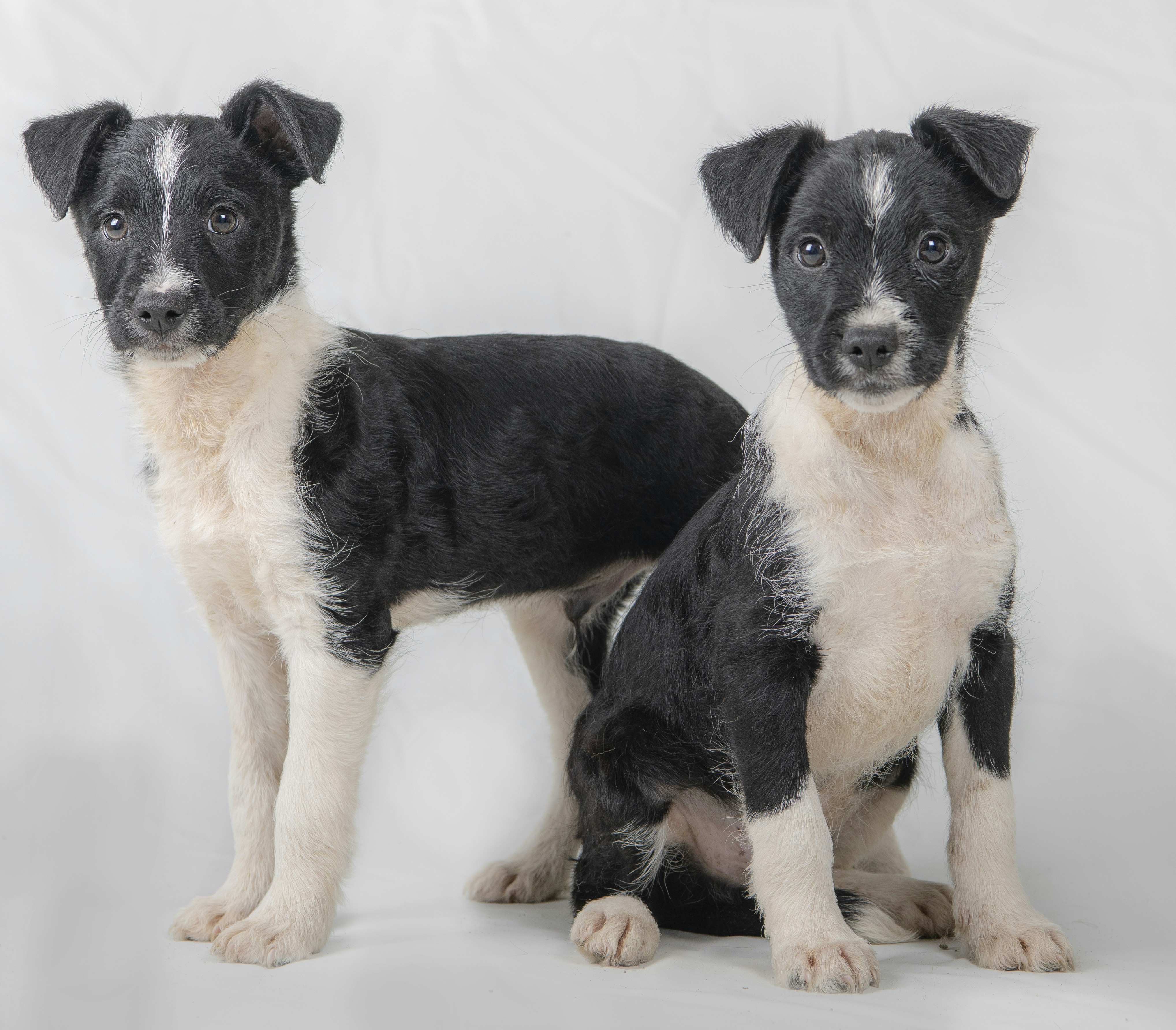 Photo by vidaconperros