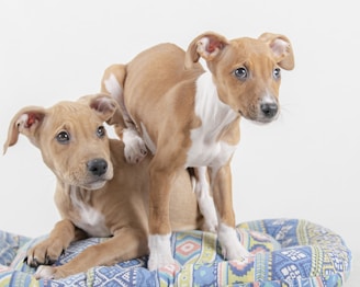 Two brown and white puppies are playing on a colorful, patterned cushion. One puppy is standing over the other, playfully interacting with its sibling. The puppies have a smooth coat with a light brown color, white markings, and expressive eyes. The background is a plain white, creating a focus on the puppies.