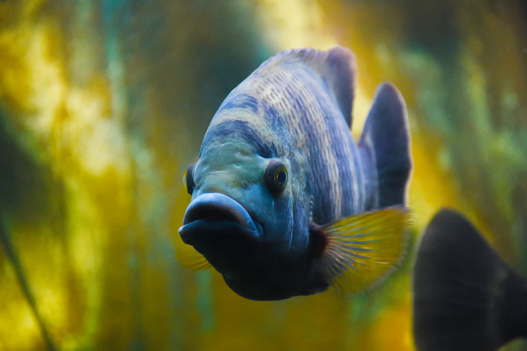 Close-up of vibrant fish and prawns swimming in clear water, highlighting healthy aquaculture feed.
