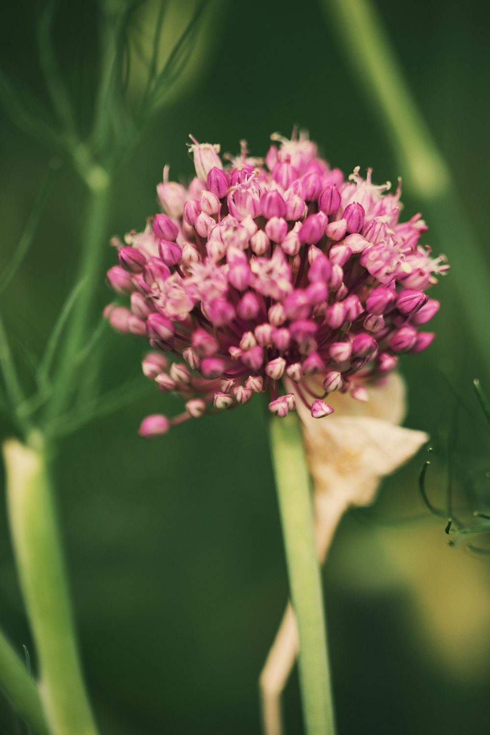 a close up of a pink flower in a field