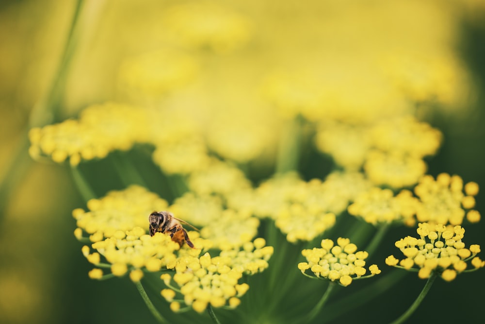 a bee is sitting on a yellow flower