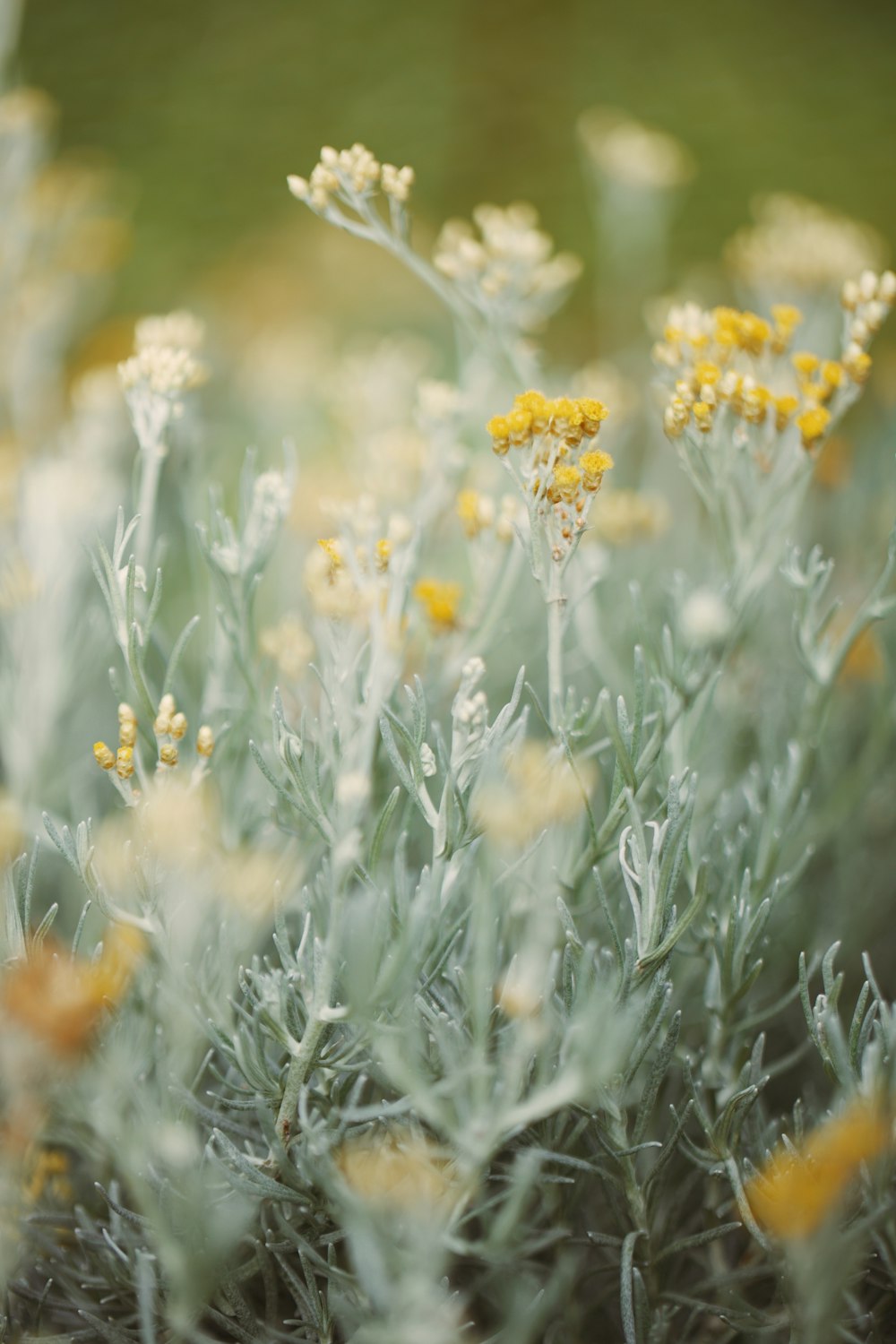 a bunch of flowers that are in the grass