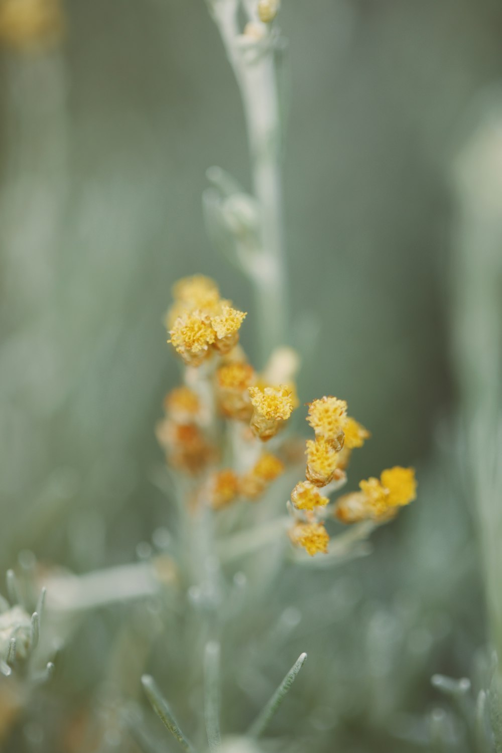 a close up of some yellow flowers in a field