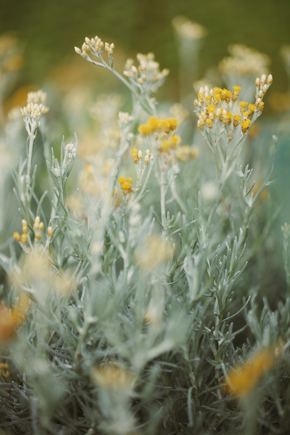 a bunch of flowers that are in the grass