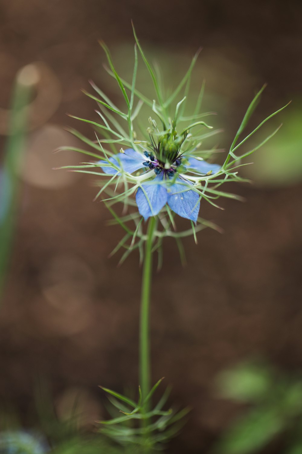 a blue flower with green stems in the foreground