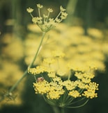 a close up of a flower with a blurry background