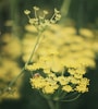 a close up of a flower with a blurry background