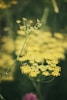 Fiore della pianta di finocchio su sfondo sfocato