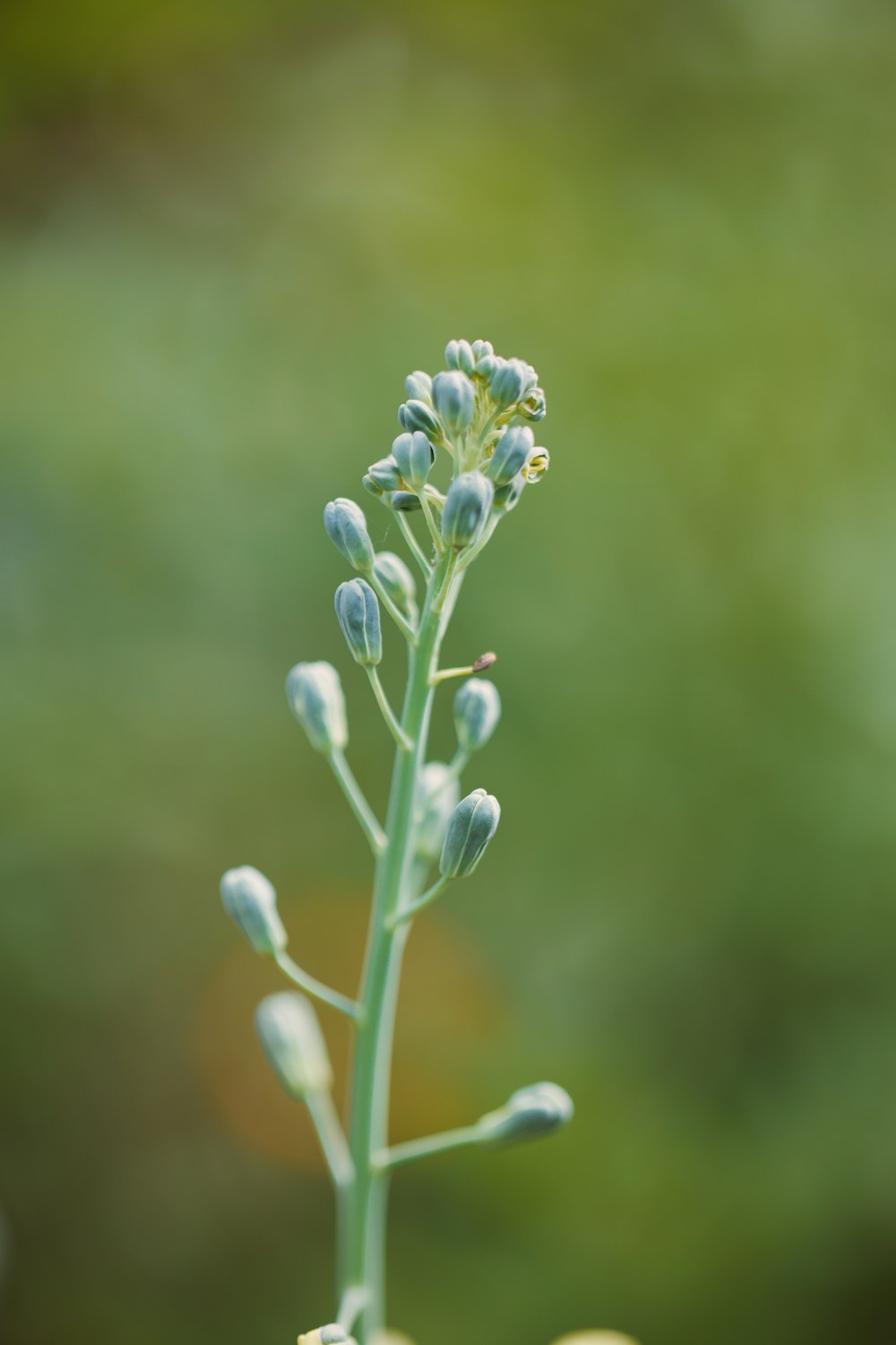 a close up of a plant with a blurry background