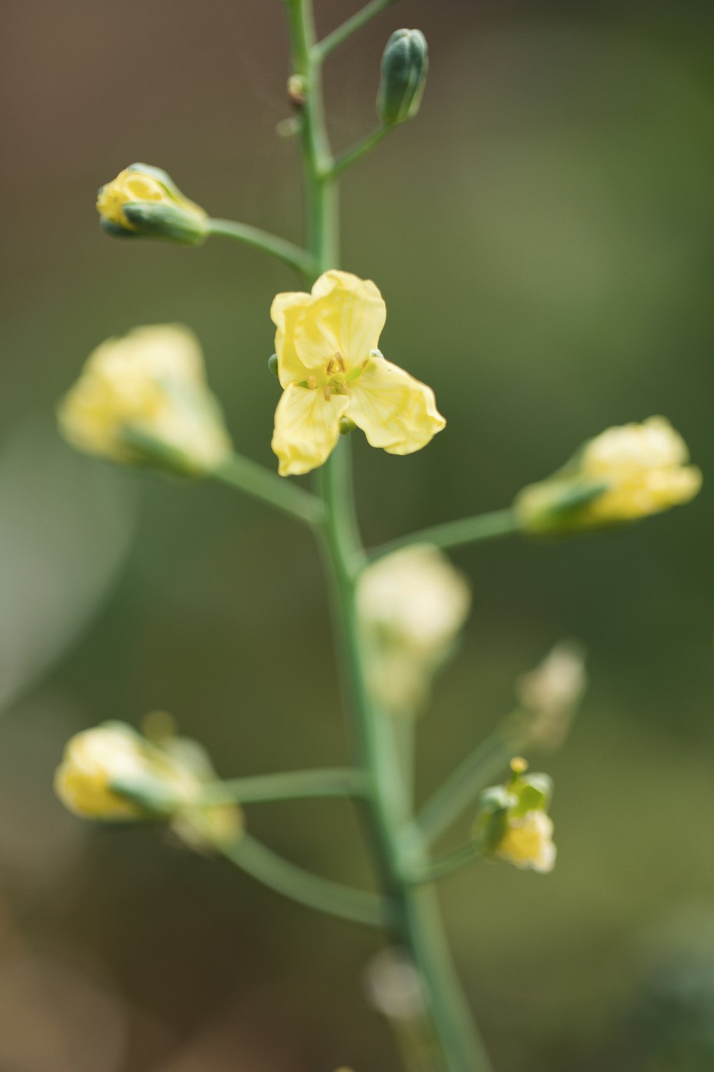 a close up of a plant with yellow flowers