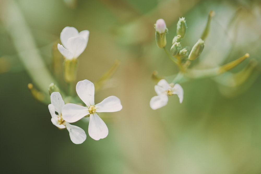 a close up of some white flowers on a tree