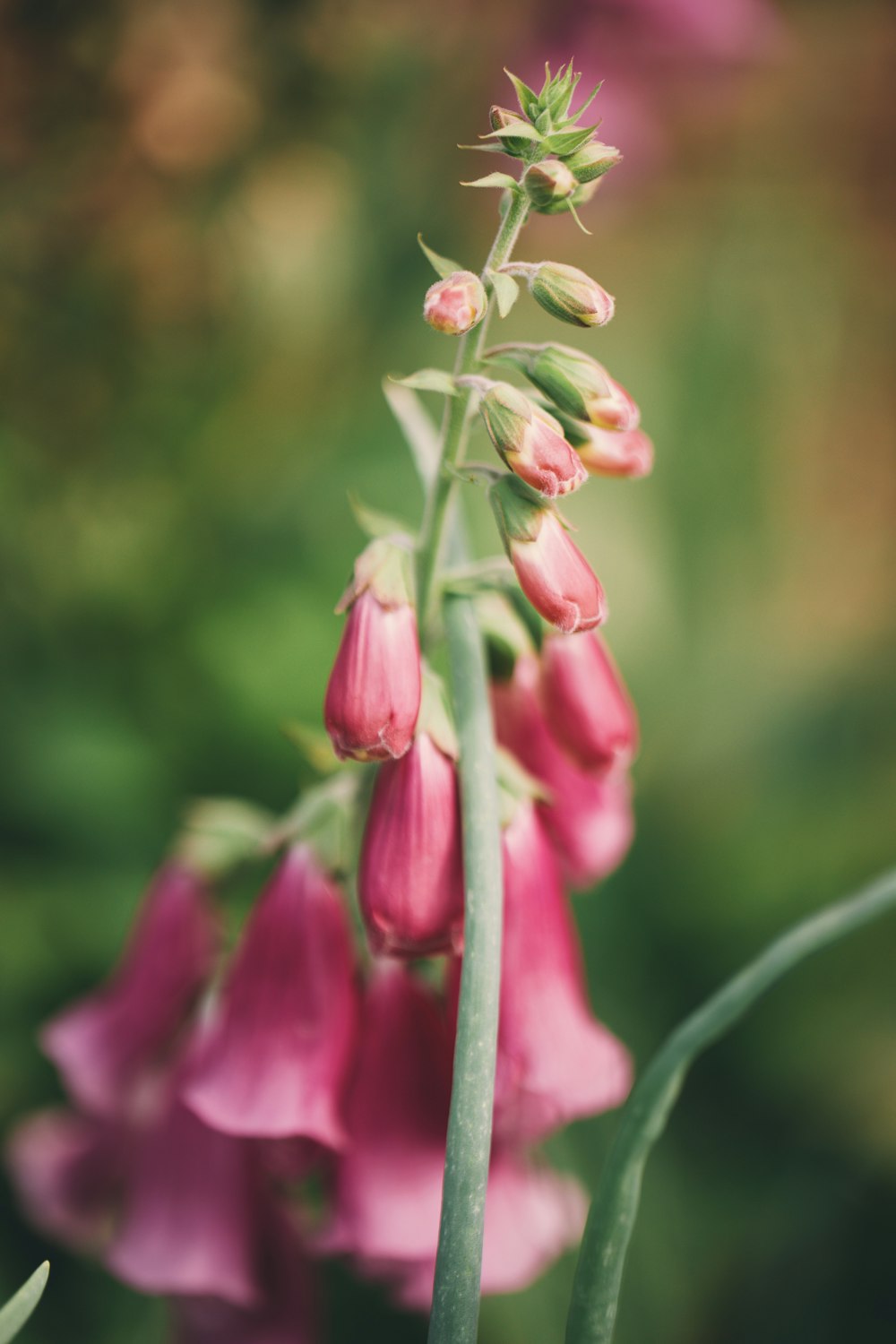 a close up of a pink flower with a blurry background